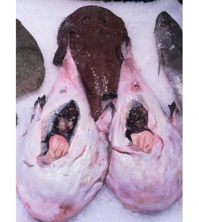 Rapes (De 1,1Kg-1,3Kg)